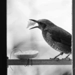 015-e79d1f71-0cad-4cd5-bae6-baa4f55050c7